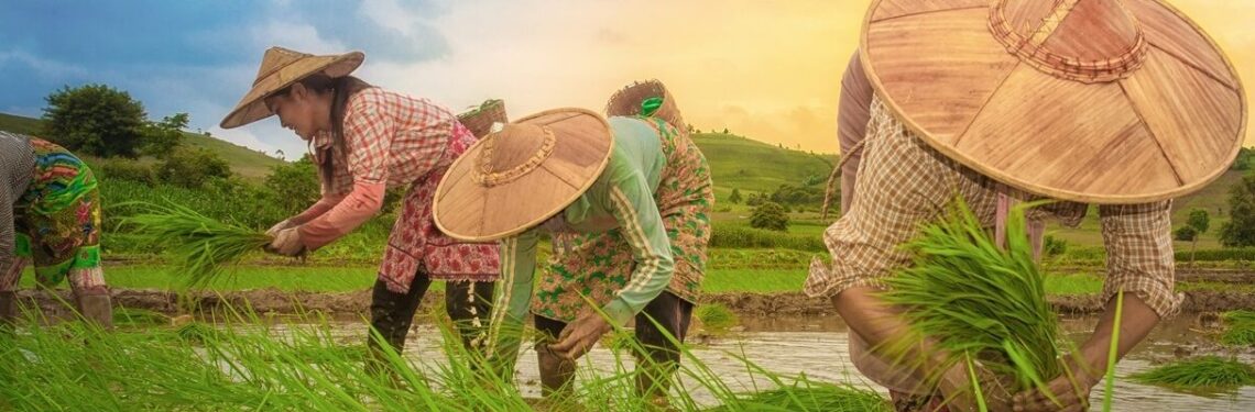 Rice Productivity in Myanmar: Assessment of the 2024 dry season
