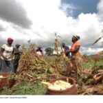 Powering Kenya’s Agri-Food Transformation through Science and Partnership